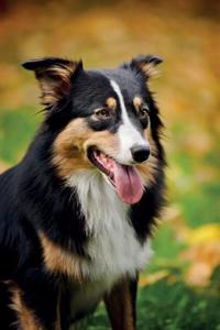 Australian Shepherd Summer Notebook & Journal. Productivity Work Planner & Idea Notepad