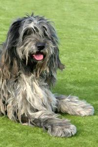 Bergamasco: Artified Pets Journal/Notebook/Diary 160 Pages