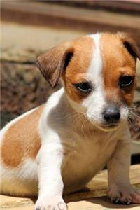 Such a Sweet Little Jack Russell Terrier Puppy Dog Pet Journal