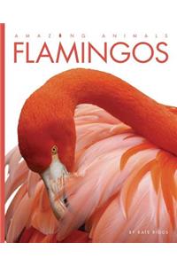 Amazing Animals: Flamingos