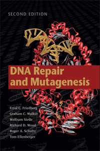 DNA Repair and Mutagenesis