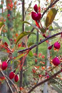 Springtime 2019 Weekly Planner Flowering Tree Buds Ready To Open 134 Pages