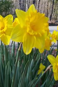 2019 Daily Planner Spring Yellow Daffodils 384 Pages