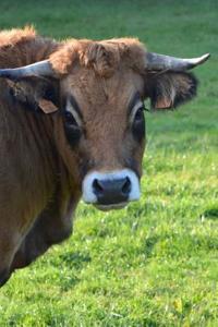 Pretty Cow Journal