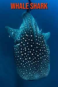 Whale Shark