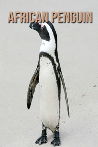 African penguin