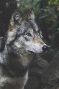 Mexican Gray Wolf Journal