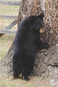 Grizzly Bear Cub Journal