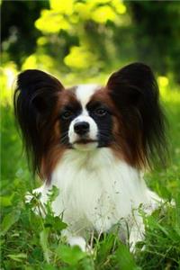 Papillon