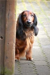 Curious Blonde Long-Haired Dachshund Outside in the Spring Journal