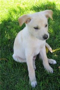 Happy Little Yellow Labrador Retriever Puppy Dog Pet Journal
