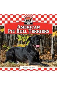 American Pit Bull Terriers