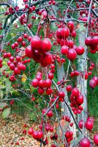 2020 Weekly Planner Fall Tree Red Berries 134 Pages