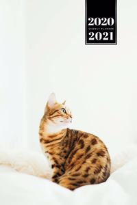 Bengal Cat Kitten Kitty Tomcat Week Planner Organizer 2020 / 2021 - Just Sitting