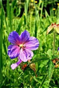 Geranium Pratense Meadow Cranesbill Cranes Bill Flowers Journal