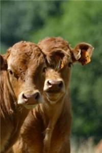Cows Notebook