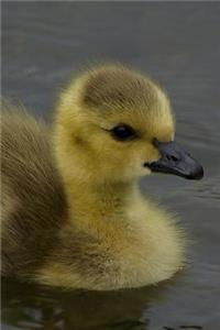 Wild Baby Duck Portrait Journal