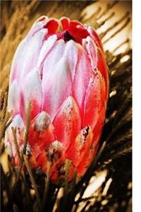 Exotic Flora Of The World