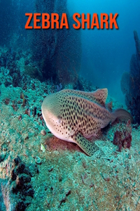 Zebra Shark