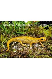 Newts & Salamanders / UK-Version 2017