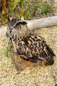 Eurasian Eagle Owl Journal