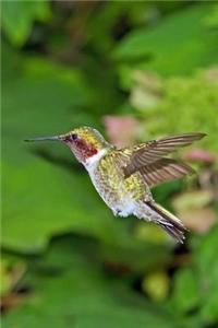 Ruby Throated Hummingbird Journal