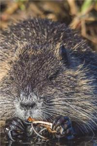 The Muskrat Journal