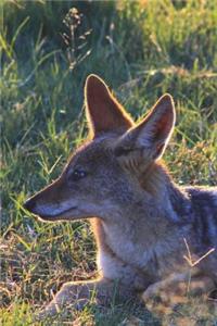 Say Hello to the Black-Backed Jackal Journal: 150 Page Lined Notebook/Diary