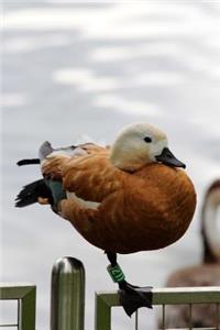 Ogar Red Duck Waterfowl Bird Journal