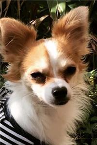 So Cute Long-Haired Chihuahua Puppy Lapdog Journal