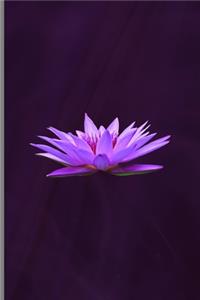 Lotus Flower
