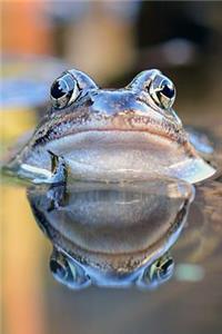 Common Frog in a Pond Journal