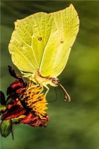 Brilliant Gonepteryx Rhamni Common Brimstone Butterfly Journal
