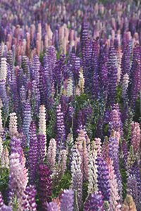Field of Purple Lilacs