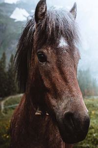 Horse Notebook