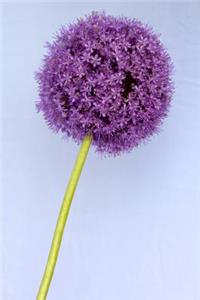 Beautiful Allium Flower Journal