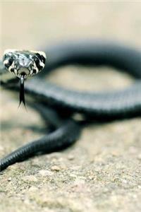 Grass Snake Notebook