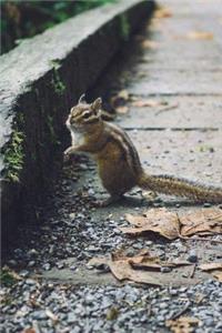 Cute Squirrel in the Park