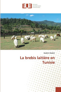 brebis laitière en Tunisie