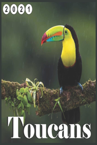 Toucans