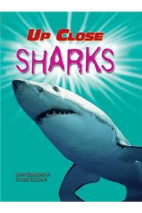 Up Close: Sharks