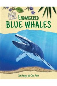 Endangered Blue Whales