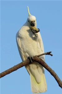 Sulphur-crested Cockatoo Journal