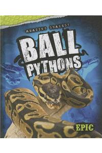 Ball Pythons