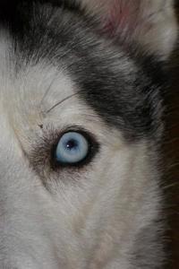 Siberian Husky Notebook