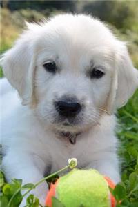 Adorable Little Golden Retriever Puppy Dog with a Tennis Ball Journal
