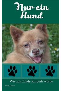 Nur ein Hund