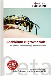 Anthidium Nigroventrale