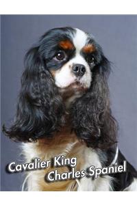 Cavalier King Charles Spaniel