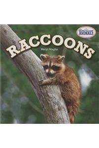 Raccoons
